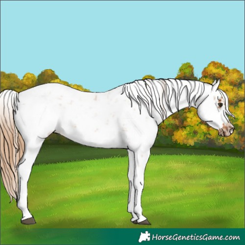 Horse Color:Chestnut Sabino Frame 