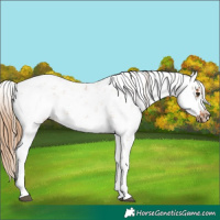 Horse Color:Chestnut Sabino Frame