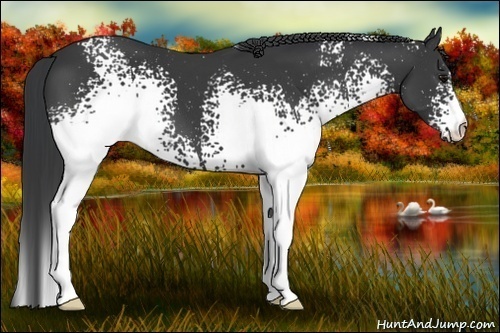 Horse Color:White Spotted Black 