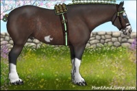 Horse Color:Bay Splash Frame Rabicano