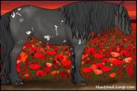 Horse Color:White Spotted Black