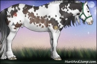 Horse Color:White Spotted Brown Splash Rabicano 