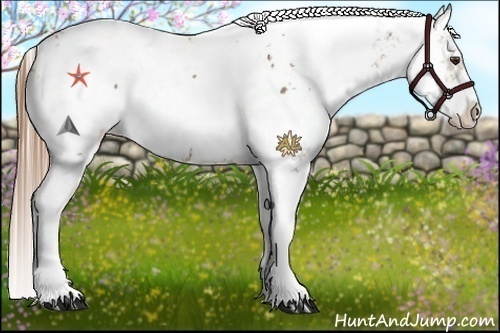 Horse Color:Chestnut Sabino Appaloosa