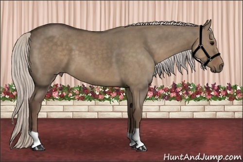 Horse Color:Silver Grullo 