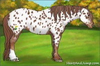 Horse Color:Chestnut Appaloosa 