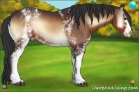 Horse Color:White Spotted Brown Onyx 