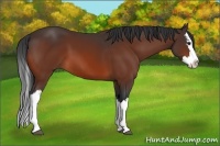 Horse Color:Bay Splash 