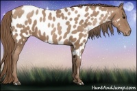 Horse Color:Black Pearl Sabino Appaloosa