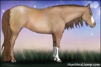 Horse Color:Bay Pearl 