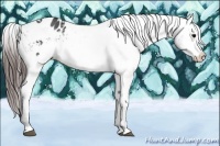 Horse Color:Brown Roan Appaloosa 