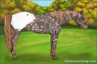 Horse Color:Liver Chestnut Appaloosa 