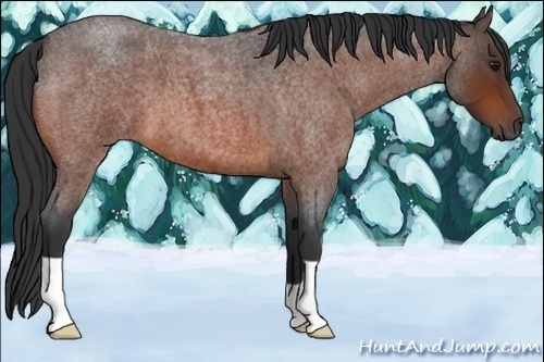 Horse Color:Bay Roan 
