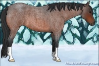 Horse Color:Bay Roan