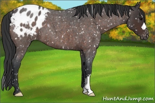 Horse Color:Brown Roan Snowflake Varnish
