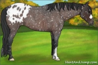 Horse Color:Brown Roan Snowflake Varnish 