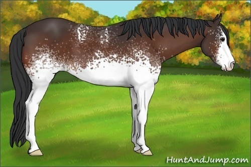 Horse Color:White Spotted Bay Sabino
