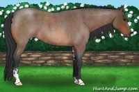 Horse Color:Bay Roan Sabino