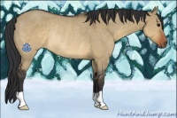 Horse Color:Brown Dun Rabicano