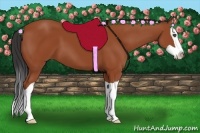 Horse Color:Bay Splash 