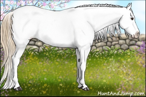 Horse Color:Chestnut Sabino Varnish Rabicano