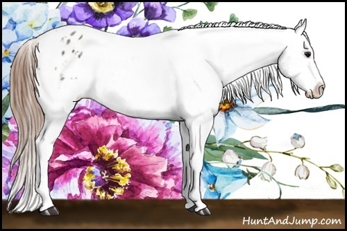 Horse Color:White Spotted Grullo Sabino Varnish