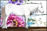 Horse Color:White Spotted Grullo Sabino Varnish 