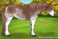 Horse Color:White Spotted Chestnut 