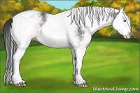 Horse Color:White Spotted Brown Splash 