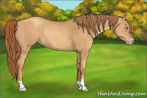 Horse Color:Gold Champagne Rabicano