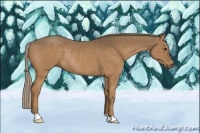 Horse Color:Chocolate Palomino Rabicano 