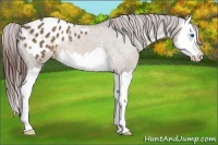 Horse Color:Brown Dun Splash Appaloosa 