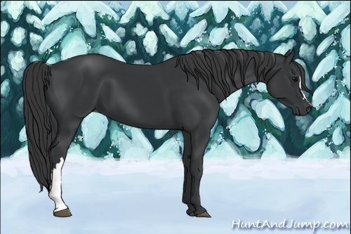 Horse Color:Black 