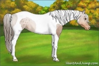 Horse Color:Buckskin Tobiano Appaloosa