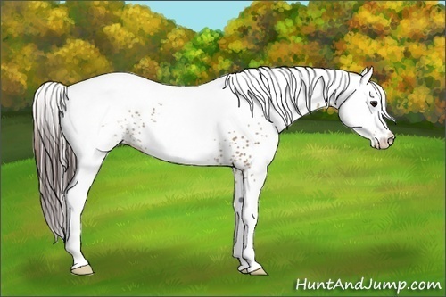 Horse Color:White Spotted Classic Champagne