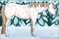 Horse Color:Gold Champagne Ice Appaloosa