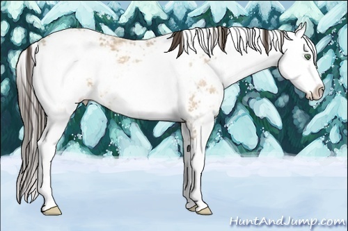 Horse Color:Amber Cream Champagne Ice Sabino 