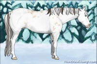 Horse Color:Amber Cream Champagne Ice Sabino 