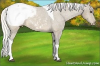 Horse Color:Silver Buckskin Tobiano Snowcap 