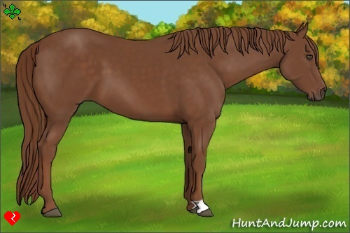 Horse Color:Chestnut Frame
