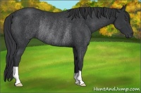 Horse Color:Black Rabicano 