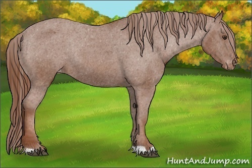 Horse Color:Chestnut Appaloosa Rabicano