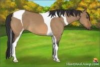 Horse Color:Bay Dun Tobiano 