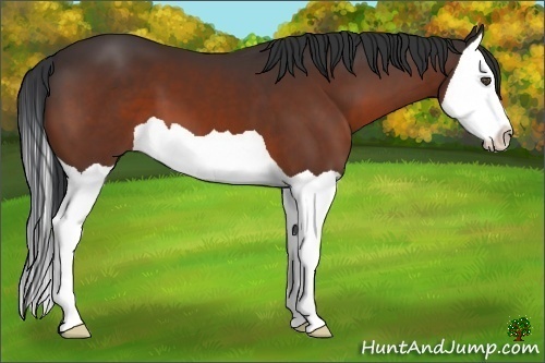 Horse Color:Bay Splash 