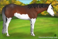 Horse Color:Bay Splash 