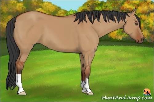 Horse Color:Bay Dun 