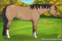 Horse Color:Bay Dun