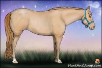 Horse Color:Bay Pearl Frame Rabicano