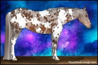 Horse Color:White Spotted Liver Chestnut Appaloosa 