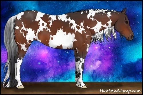 Horse Color:White Spotted Bay 