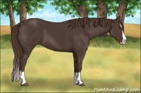Horse Color:Unknown 